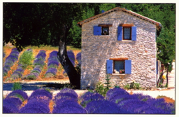 Provence (Postkarte) &nbsp;- &nbsp;Provence Postcard