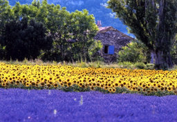 Provence (Postkarte) &nbsp;- &nbsp;Provence Postcard