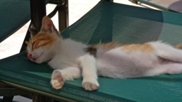Junge Katze auf Kreta, 2013 &nbsp;- &nbsp;Young Cat On Crete, 2013